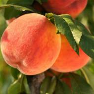 Саженец Персик Топ Свит в контейнере